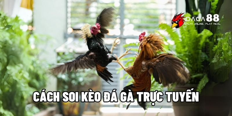 cách soi kèo đá gà trực tuyến