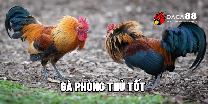 Gà phòng thủ tốt