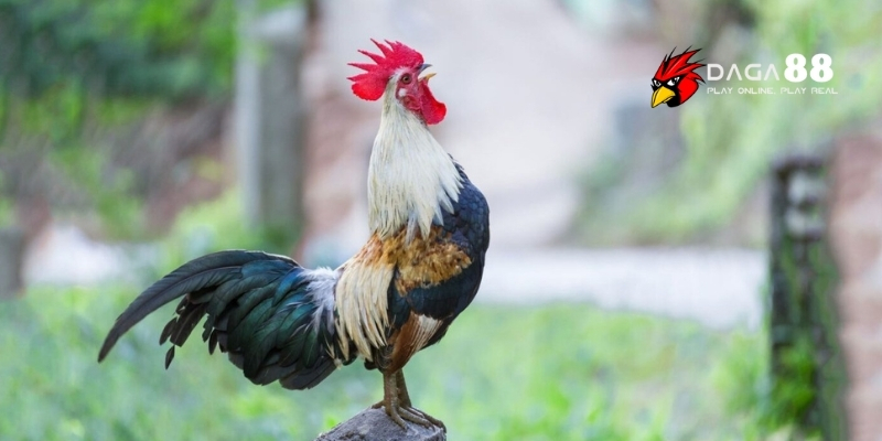 Kinh Nghiệm Nuôi Gà Tre – Giữ Dáng Đẹp, Đá Hay, Lì Đòn Cùng DAGA88 2 Gà tre nhỏ con nhanh nhẹn ra đòn đẹp mắt khiến dân chơi say mê