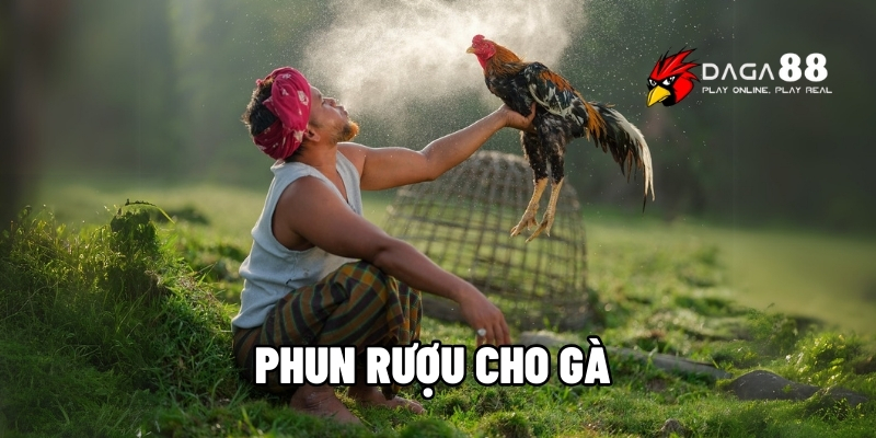 Phun rượu cho gà